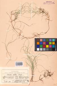 Carex alba Scop., Eastern Europe, Eastern region (E10) (Russia)