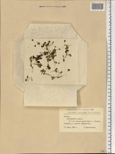 Spirodela polyrhiza (L.) Schleid., Eastern Europe, Latvia (E2b) (Latvia)