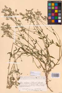 Silene vulgaris (Moench) Garcke, Eastern Europe, Lower Volga region (E9) (Russia)