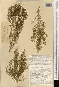 Kalidium cuspidatum (Ung.-Sternb.) Grubov, Mongolia (MONG) (Mongolia)