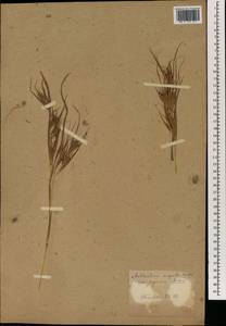 Themeda triandra Forssk., South Asia, South Asia (Asia outside ex-Soviet states and Mongolia) (ASIA) (Japan)
