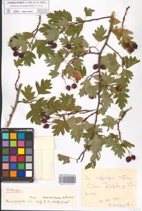 Crataegus ambigua C. A. Mey. ex A. K. Becker, Eastern Europe, Lower Volga region (E9) (Russia)