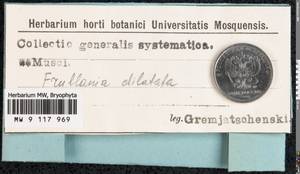 Frullania dilatata (L.) Dumort., Bryophytes, Bryophytes - Western Europe (BEu) (Not classified)