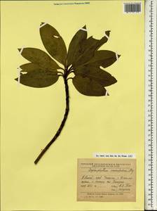 Daphniphyllum macropodum Miq., South Asia, South Asia (Asia outside ex-Soviet states and Mongolia) (ASIA) (China)