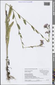 Hesperis pycnotricha Borbás & Degen, Eastern Europe, Central region (E4) (Russia)