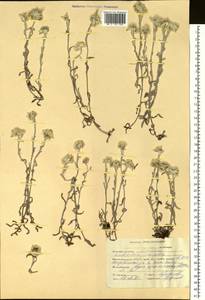 Leontopodium campestre (Ledeb.) Hand.-Mazz., Siberia, Altai & Sayany Mountains (S2) (Russia)