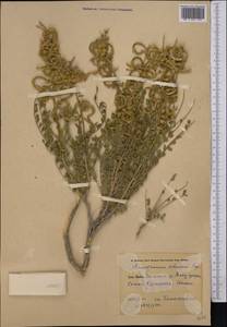 Sophora lehmannii (Bunge) Yakovlev, Middle Asia, Syr-Darian deserts & Kyzylkum (M7)