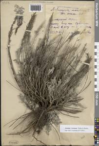 Artemisia lercheana Weber ex Stechm., Eastern Europe, Lower Volga region (E9) (Russia)