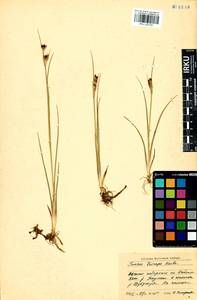 Juncus castaneus subsp. triceps (Rostk.) V. Novik., Siberia, Baikal & Transbaikal region (S4) (Russia)