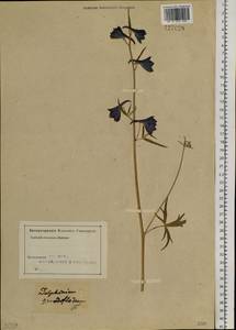 Delphinium grandiflorum L., Siberia, Altai & Sayany Mountains (S2) (Russia)