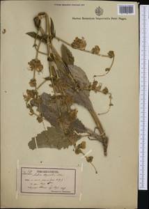 Salvia argentea L., Western Europe (EUR) (Greece)