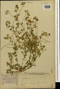 Lotus corniculatus subsp. corniculatus, Caucasus, Azerbaijan (K6) (Azerbaijan)