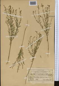 Diarthron vesiculosum (Fisch. & C. A. Mey.) C. A. Mey., Middle Asia, Western Tian Shan & Karatau (M3) (Kazakhstan)