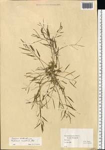 Diplotaxis muralis (L.) DC., Eastern Europe, North-Western region (E2) (Russia)
