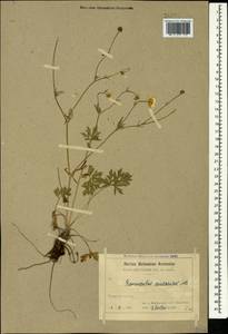 Ranunculus caucasicus M. Bieb., Caucasus, Armenia (K5) (Armenia)