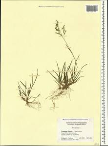 Poa annua L., Crimea (KRYM) (Russia)