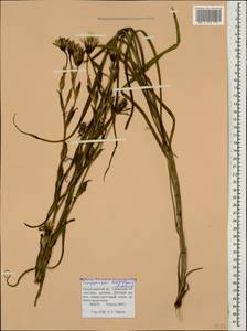 Tragopogon dasyrhynchus Artemczuk, Caucasus, Krasnodar Krai & Adygea (K1a) (Russia)