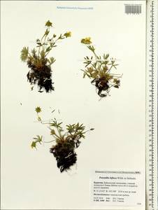 Potentilla biflora Willd. ex Schltdl., Siberia, Baikal & Transbaikal region (S4) (Russia)