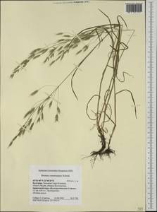 Bromus commutatus Schrad., Western Europe (EUR) (Bulgaria)