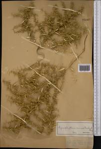 Agriophyllum minus Fisch. & C. A. Mey., Middle Asia, Muyunkumy, Balkhash & Betpak-Dala (M9) (Kazakhstan)