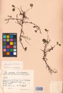 Salix polaris Wahlenb., Eastern Europe, Northern region (E1) (Russia)