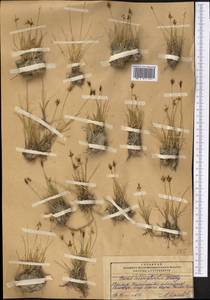 Carex microglochin Wahlenb., Middle Asia, Pamir & Pamiro-Alai (M2) (Tajikistan)