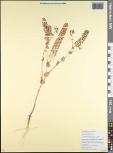 Lepidium perfoliatum L., Caucasus, Krasnodar Krai & Adygea (K1a) (Russia)