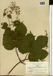 Humulus lupulus L., Eastern Europe, Central region (E4) (Russia)