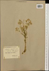 Lepidium latifolium L., Caucasus, Armenia (K5) (Armenia)