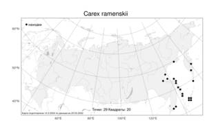 Carex ramenskii Kom., Atlas of the Russian Flora (FLORUS) (Russia)