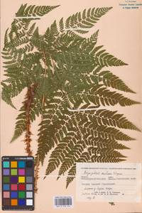 Dryopteris expansa (C.Presl) Fraser-Jenk. & Jermy, Eastern Europe, Northern region (E1) (Russia)