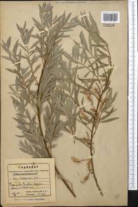 Salix capusii Franch., Middle Asia, Western Tian Shan & Karatau (M3) (Kazakhstan)
