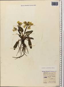 Primula cordifolia Rupr., Caucasus, North Ossetia, Ingushetia & Chechnya (K1c) (Russia)