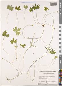Ranunculus petroczenkoi Vodop. ex Timokhina, Siberia, Central Siberia (S3) (Russia)