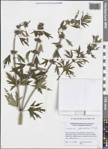 Leonurus glaucescens Bunge, Middle Asia, Dzungarian Alatau & Tarbagatai (M5) (Kazakhstan)