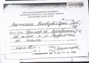 Okamuraea brachydictyon (Cardot) Nog., Bryophytes, Bryophytes - Russian Far East (excl. Chukotka & Kamchatka) (B20) (Russia)