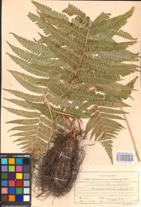 Dryopteris filix-mas (L.) Schott, Eastern Europe, Moscow region (E4a) (Russia)