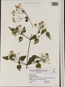 Clematis vitalba L., Western Europe (EUR) (Poland)