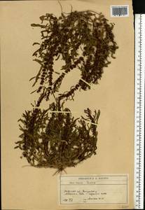 Rumex, Eastern Europe, South Ukrainian region (E12) (Ukraine)