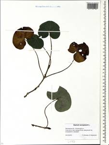Asarum europaeum L., Eastern Europe, Moscow region (E4a) (Russia)