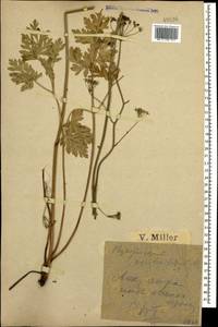 Physospermum cornubiense (L.) DC., Caucasus, Black Sea Shore (from Novorossiysk to Adler) (K3) (Russia)