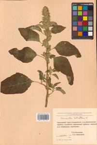 Amaranthus retroflexus L., Siberia, Russian Far East (S6) (Russia)