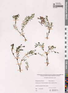 Astragalus kolymensis Jurtzev, Siberia, Chukotka & Kamchatka (S7) (Russia)