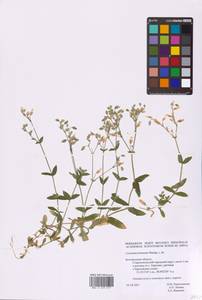 Cerastium fontanum Baumg., Eastern Europe, Central forest-and-steppe region (E6) (Russia)