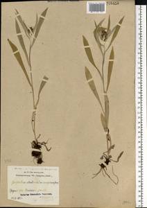 Omalotheca norvegica (Gunnerus) Sch. Bip. & F. W. Schultz, Eastern Europe, Northern region (E1) (Russia)