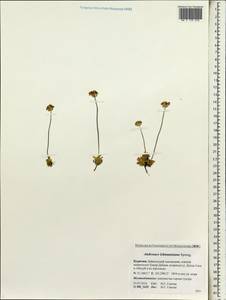 Androsace bungeana Schischk. & Bobrov, Siberia, Baikal & Transbaikal region (S4) (Russia)