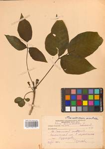 Toxicodendron orientale subsp. orientale, Siberia, Russian Far East (S6) (Russia)