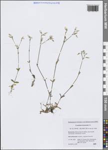 Cerastium holosteoides Fr., Siberia, Chukotka & Kamchatka (S7) (Russia)