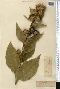 Inula helenium L., Middle Asia, Northern & Central Tian Shan (M4) (Kazakhstan)