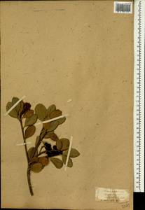 Rhaphiolepis umbellata (Thunb.) Makino, South Asia, South Asia (Asia outside ex-Soviet states and Mongolia) (ASIA) (Japan)